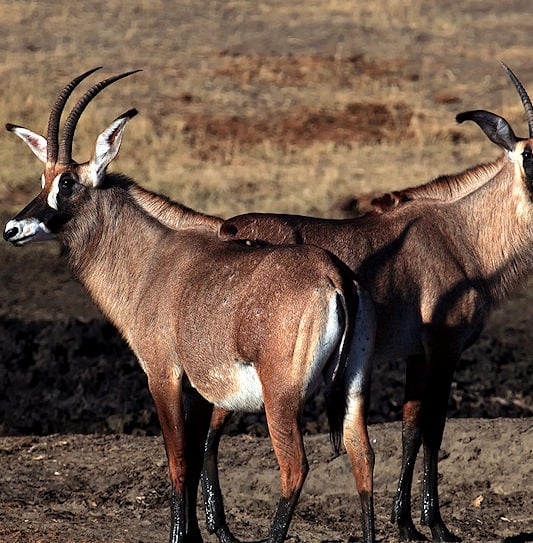 Two roan antelopes standing close together on dry, bare earth.