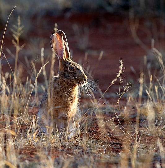 A scrub hare with large ears sitting in dry grass on red sand.