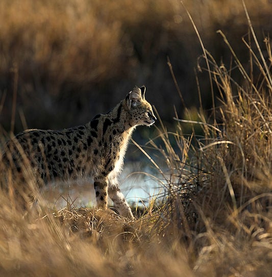 A serval standing in profile among tall, dry grass.