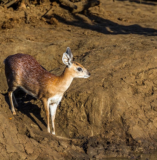 A Sharpe's grysbok standing alert on a dry, cracked mud bank.