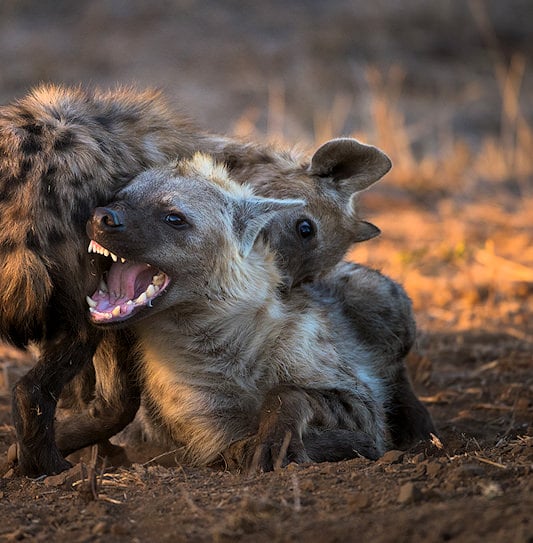 Two spotted hyenas wrestling on the ground, with one snarling and showing bared teeth.