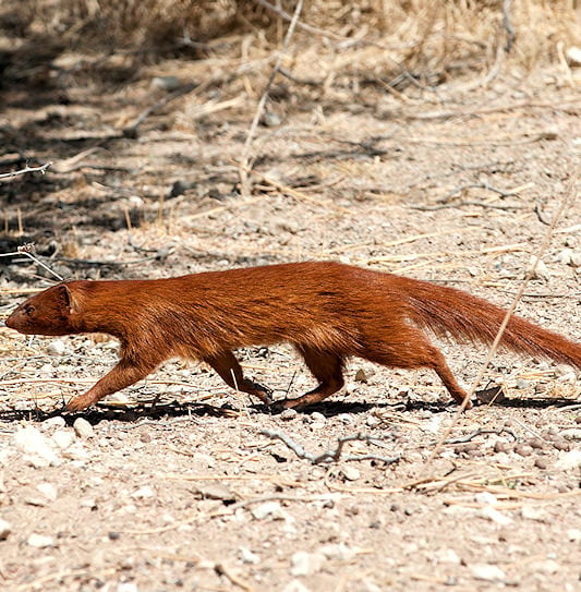 A slender mongoose with red fur walking across sandy ground.