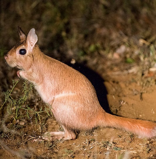 A springhare standing upright on its hind legs on dirt at night.