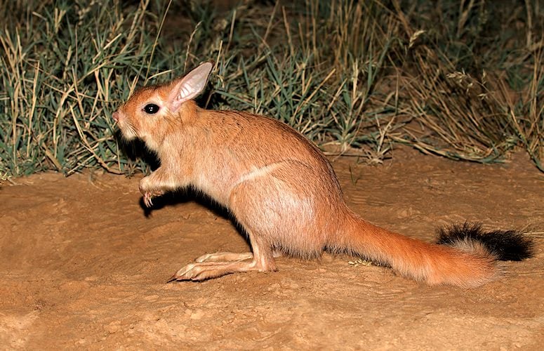 Spring Hare | Kruger Park - African Wildlife