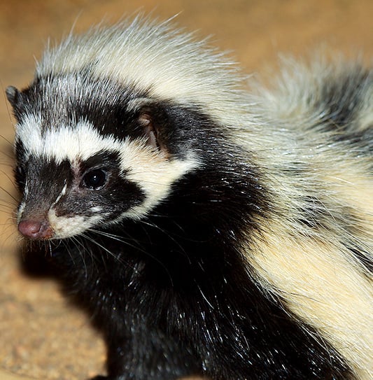 A close-up of a striped polecat showing its black and white fur.