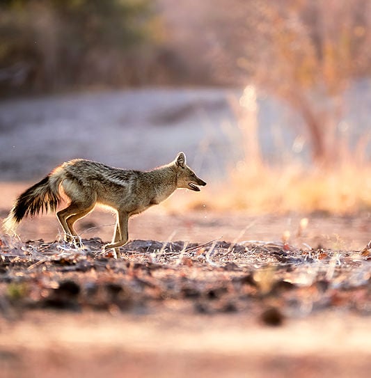 A side-striped jackal trotting across dry, open ground.