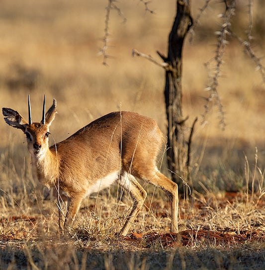A male steenbok with short horns standing in a field of dry grass next to a thorny tree.