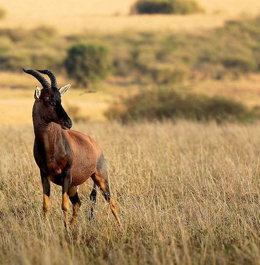 A tsessebe standing in an open grassy field, looking back over its shoulder.
