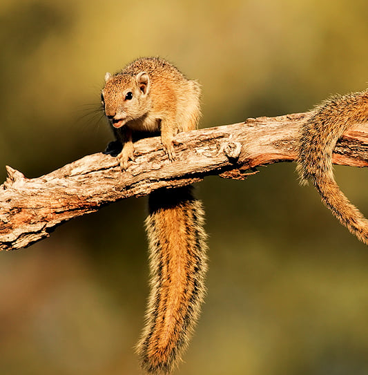 Two tree squirrels perched on a weathered, dead tree branch.