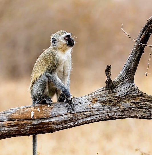A vervet monkey sitting on a dead, fallen log.