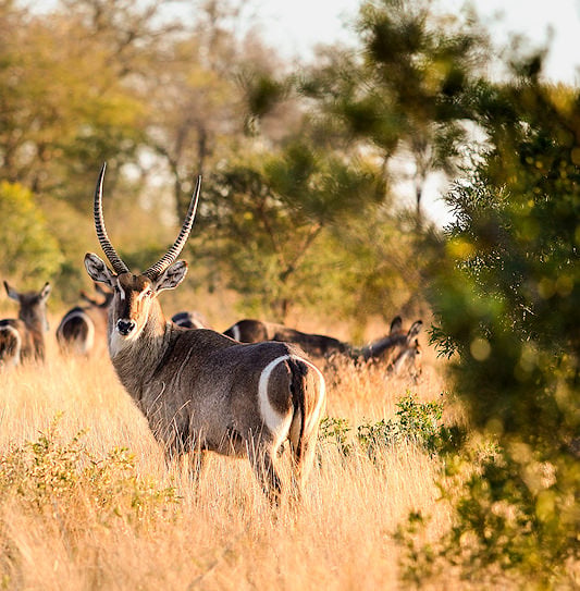 A male waterbuck standing in tall dry grass facing forward, with a small herd in the background.