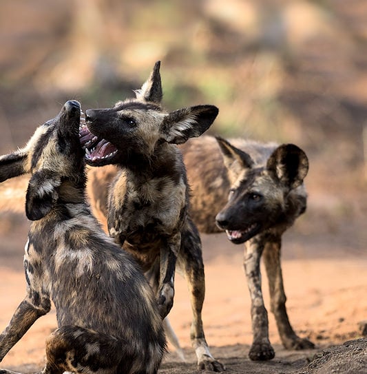 Three African wild dogs on dirt ground, with two play-fighting with open mouths.