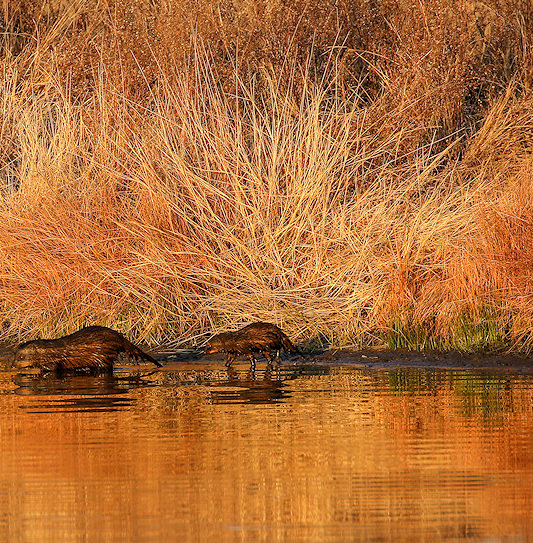 Two water mongooses walking along the edge of a waterhole lined with tall, dry grass.