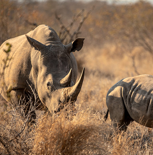 An adult white rhinoceros and a calf walking through dry grass and thin bushes.