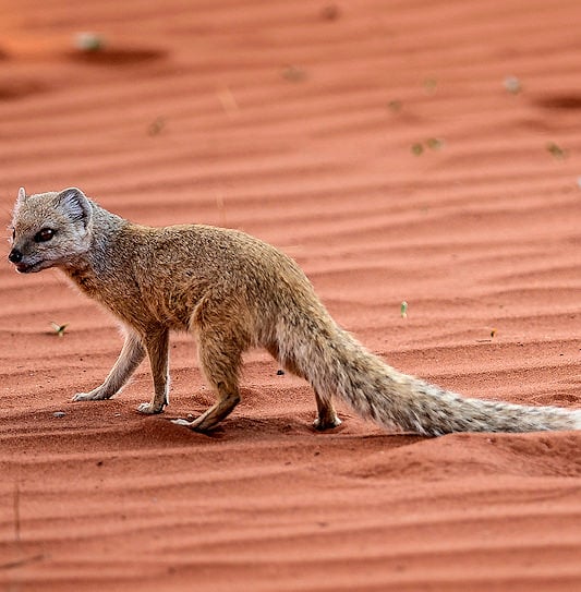 A white-tailed mongoose walking across rippled red sand.