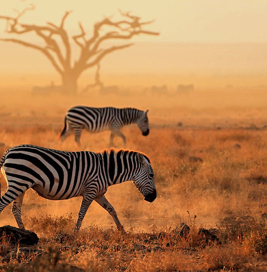 Two zebras walking through dry, dusty grass at sunset, with a dead tree in the background.