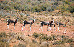 A small gathering of colorful bontebok in the Bontebok National Park.