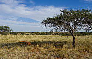 Camelthorn trees populate the sandy plains of Mokala.