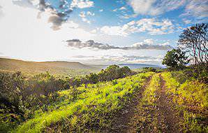 The blinding greenery typical of the Mkuze Reserve in KwaZulu-Natal.