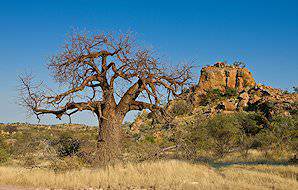 A baobab tree juts from the landscape of Mapungubwe National Park.