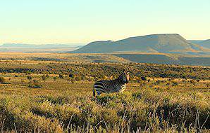 A mountain zebra grazes on a hilltop in the Cape Mountain Zebra National Park.