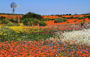 Spring flowers burst across the landscape of Namaqua.