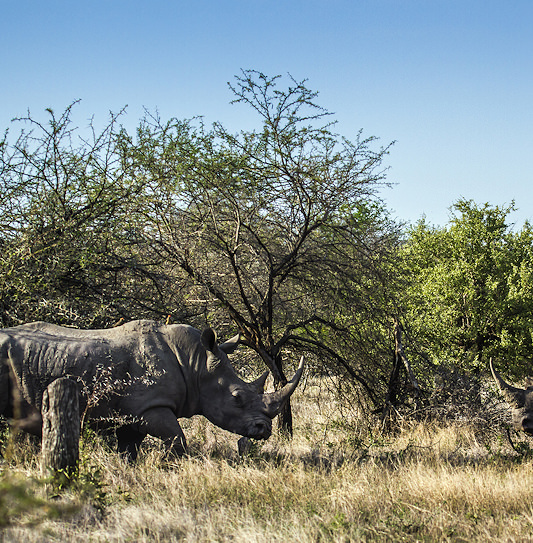 Three white rhinoceroses, including a calf, standing in dry grass in Kruger National Park.