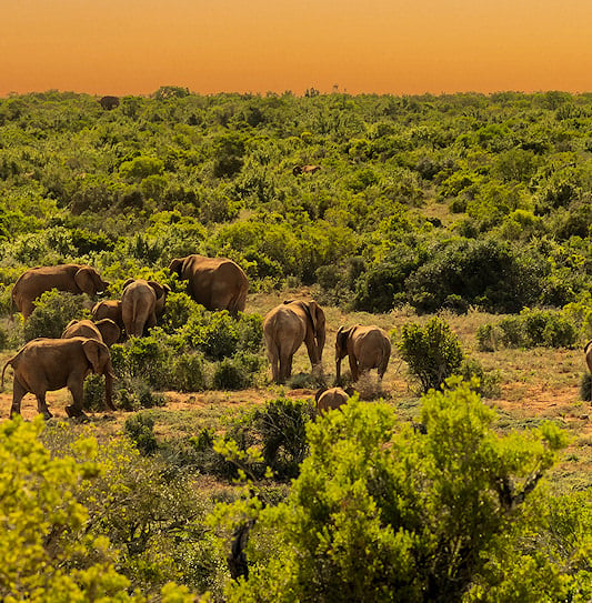 A large herd of elephants scattered across the dense green bush of Addo Elephant National Park under a warm sky.
