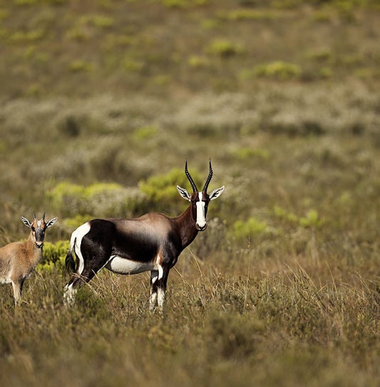 A bontebok antelope and its calf standing in an open field in Bontebok National Park.