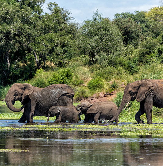 Herd of elephants with young calves wading through a river surrounded by green foliage in Kruger National Park.