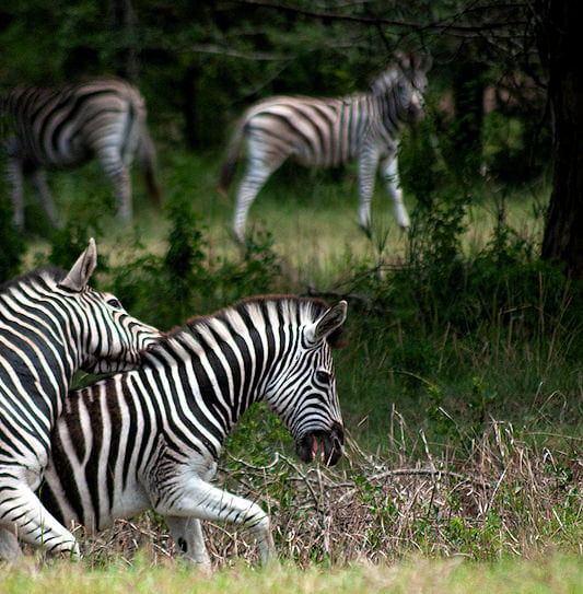 Two zebras interacting on a grassy plain with others grazing nearby in Hluhluwe-iMfolozi Park.