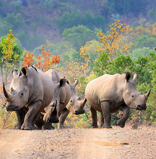 A group of white rhinoceroses walking along a dirt road in Ithala Game Reserve.