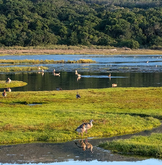 Egyptian geese standing on grassy islands in the calm waters of the Knysna Lakes Section, Garden Route National Park, with forested hills in the background.