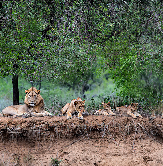 A pride of lions with cubs, resting in a long line along the edge of a dirt bank in uMkhuze Game Reserve.