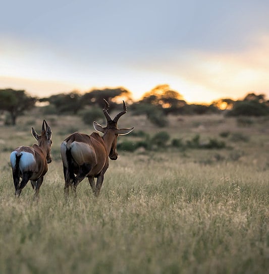 Two red hartebeest walking through the tall grass of Mokala National Park at sunset.