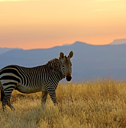A Cape mountain zebra standing in golden grassland, Mountain Zebra National Park.