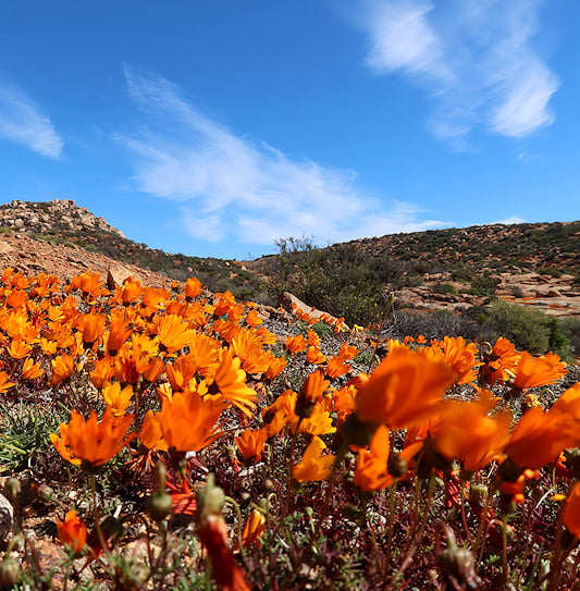 Bright orange wildflowers blooming across a rocky, arid hillside under a blue sky in Namaqua National Park.