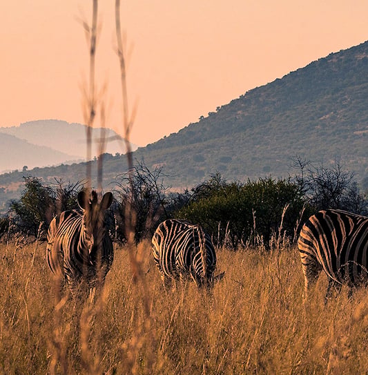 Zebras grazing in the tall winter grass of Pilanesberg National Park, with a steep mountain slope rising behind them.