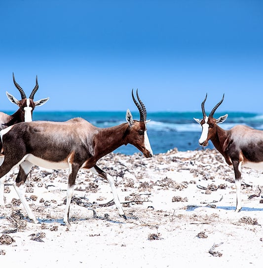 A small herd of bontebok walking across a white sand beach next to the blue ocean in Table Mountain National Park.