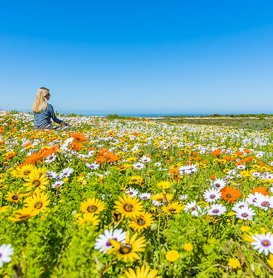 A woman sitting among a vast field of blooming multicolored spring wildflowers under a clear blue sky in West Coast National Park.