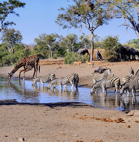 A busy waterhole scene in Klaserie Private Nature Reserve with zebras and a giraffe drinking while elephants gather under trees behind them.