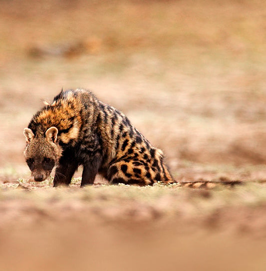 An African civet standing on dry, open ground in Manyeleti Game Reserve.