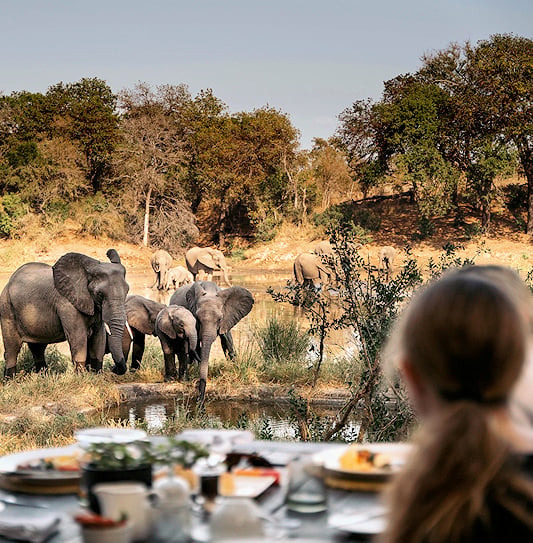 Guests at an outdoor dining table watching a herd of elephants drink from a waterhole at Simbavati River Lodge, Timbavati.