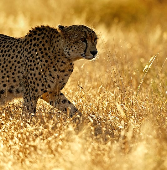 A cheetah walking through tall, golden grass in Welgevonden Game Reserve during the late afternoon.