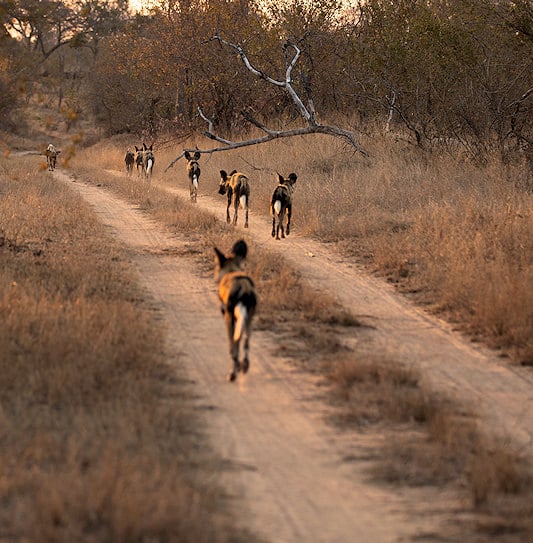 African wild dogs walking along a gravel road in the Sabi Sand Private Game Reserve, South Africa.