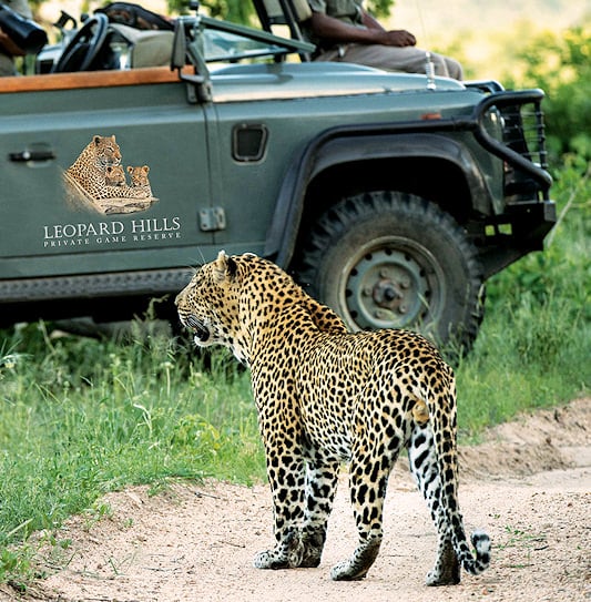 Guests on a game drive at Leopard Hills observe a leopard standing right next to their safari vehicle in the Sabi Sand Private Game Reserve, South Africa.