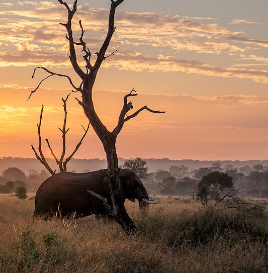 Guests on a sunrise game drive observing an elephant in the wilderness of Sabi Sand Private Game Reserve, South Africa.