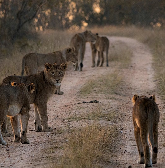 A pride of lions walking on a gravel road in the Kruger National Park, South Africa.