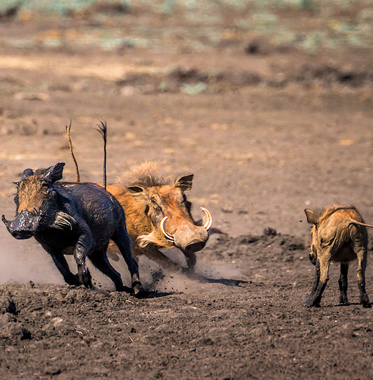 Warthogs around a mud pool in the Sabi Sand Private Game Reserve, South Africa.