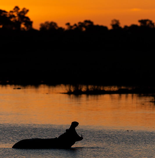 A silhouette of a hippopotamus yawning in a river at sunset, Kruger National Park, South Africa.